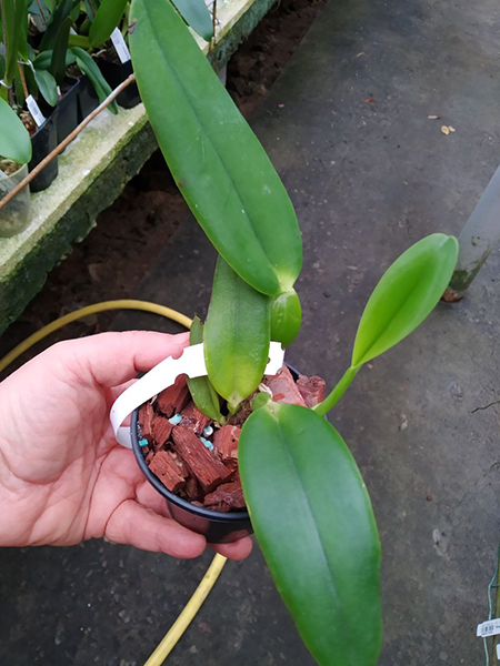 Cattleya trianae semi-alba 'Aconcagua' x vinho.jpg