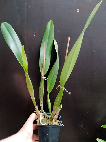 Cattleya Eva's Fabula Contigo (labiata semi-alba x rex).jpg