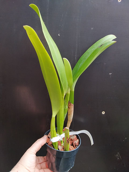 Sophrocattleya William Farrel 'Pastel Parade' x SELF.jpg