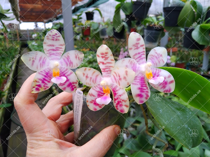 Phalaenopsis Joy Fortune Diamond x Joy х Spring Canary 'Green Lotus'.jpg