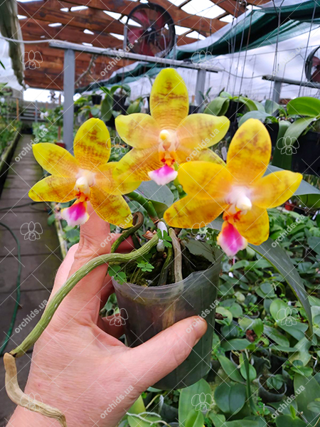 Phalaenopsis Joy Spring Venus x Mambo.jpg