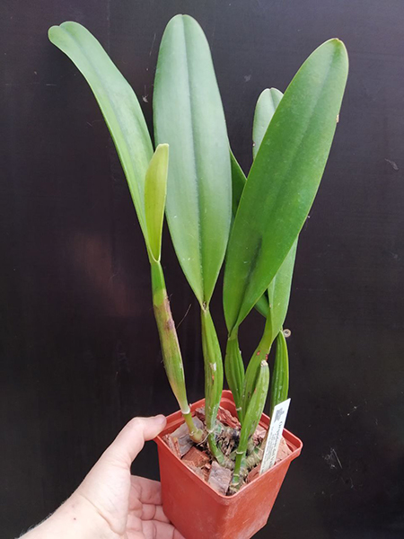 Cattleya mendelli.jpg