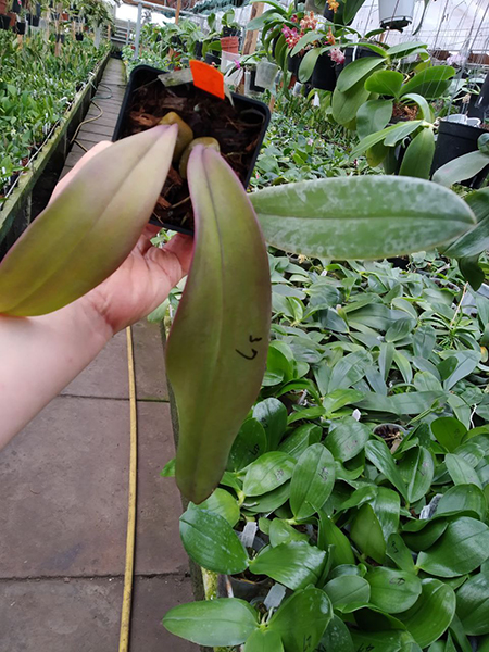 Bulbophyllum hashimotoi.jpg