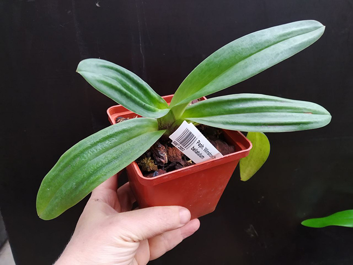 Paphiopedilum Winston Churchill x bellatulum.jpg