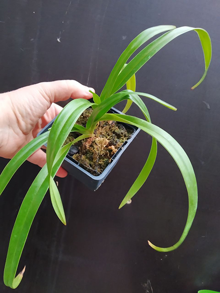 Phragmipedium pearcei.jpg