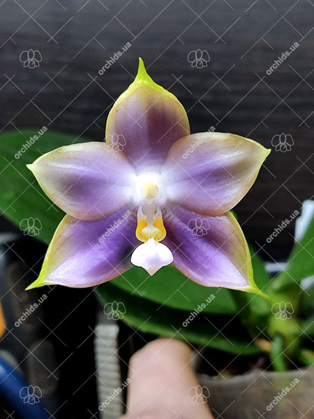 Phalaenopsis Mituo Reflex Dragon 'Blue -2'.jpg