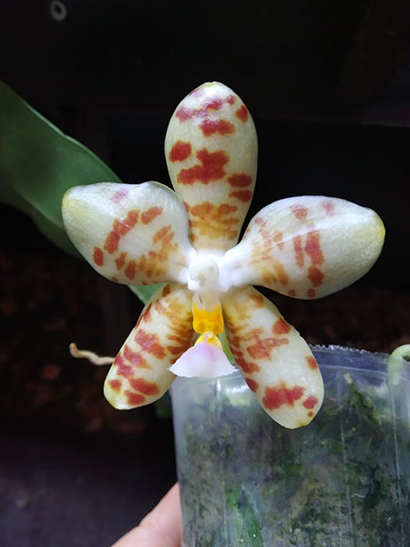 Phalaenopsis gigantea x Yaphon Lover 'Yaphon'.jpg