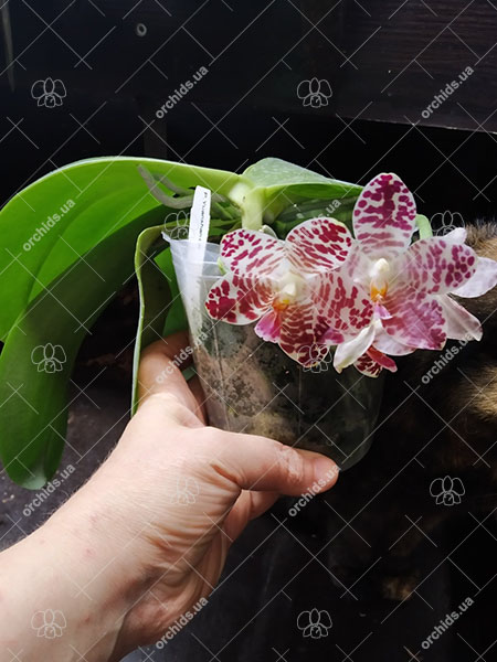 Phalaenopsis Yuanshan Girl 'Peter'.jpg