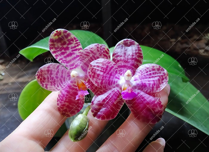 Phalaenopsis Mainshow Tiger (cross plants).jpg