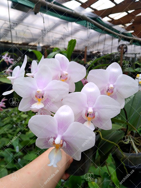 Phalaenopsis Lyndon Crystal Schilleriana (Chingruey's Crystal x schilleriana).jpg
