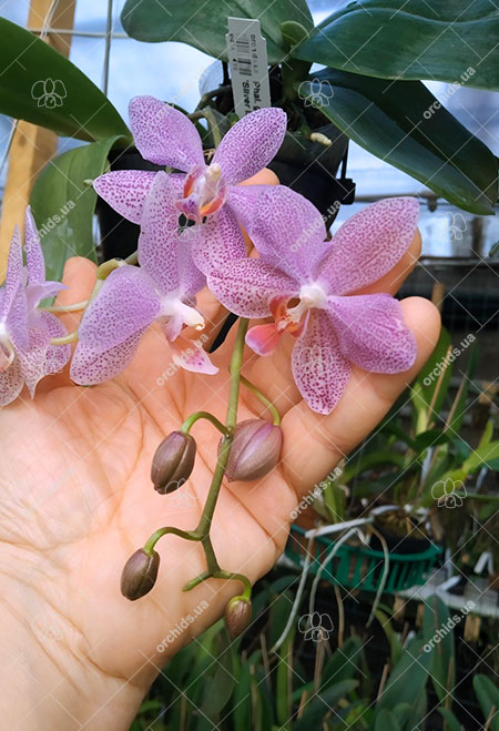 Phalaenopsis gigantea x sanderiana 'Silver Leaf'.jpg