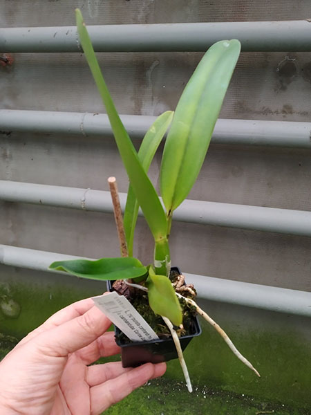 Laelia purpurata canhanduba 'CG 909' x canhanduba 'Carlos Gomes'.jpg