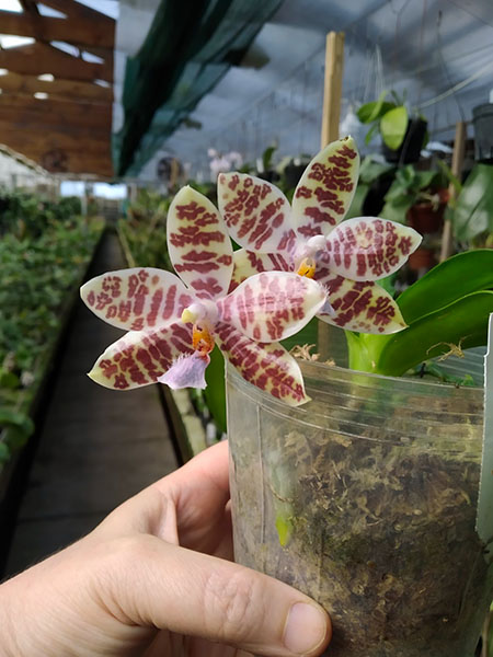 Phalaenopsis hieroglyphica x sib.jpg