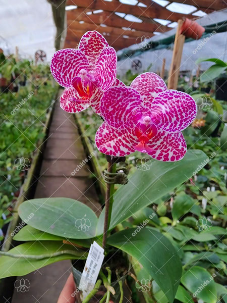 Phalaenopsis Miro Jo Gi 'Mituo #1' x Mituo Sun 'Mituo #1'.jpg