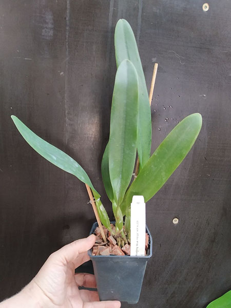 Laeliocattleya C G Roebling 'Blue Indigo'.jpg