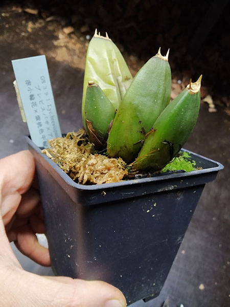 Lycaste brevispatha x Aquarius 'Soft Pink'.jpg