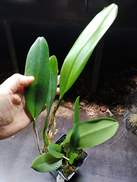 Rhyncholaeliocattleya Pathom Gold.jpg