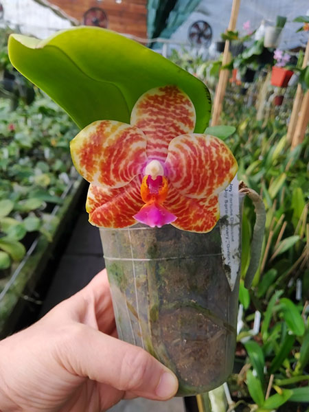 Phalaenopsis Joy Fortune Diamond x Joy х Spring Canary 'Green Lotus'.jpg