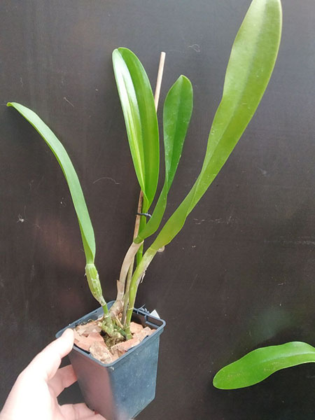 Rhyncholaeliocattleya Amazing Thailand 'Magican'.jpg