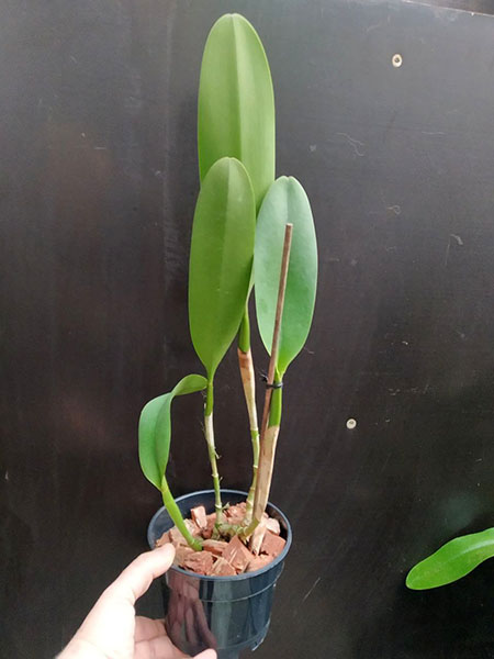 Brassolaeliocattleya Toshie Aoki 'Red Hsinying' (Faye Miyamoto x Waianae Flare).jpg