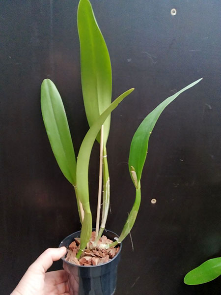Cattleya trianae concolor 'Orion'.jpg