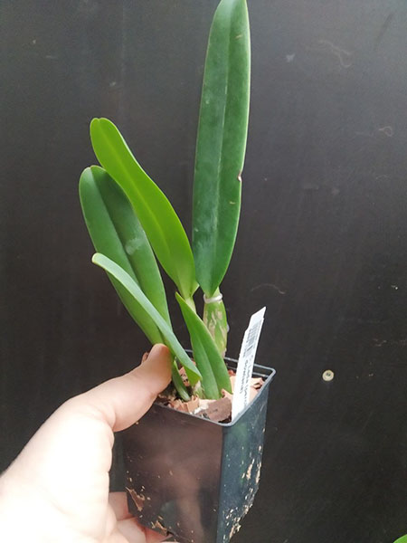 Cattleya Leda (percivaliana x dowiana).jpg