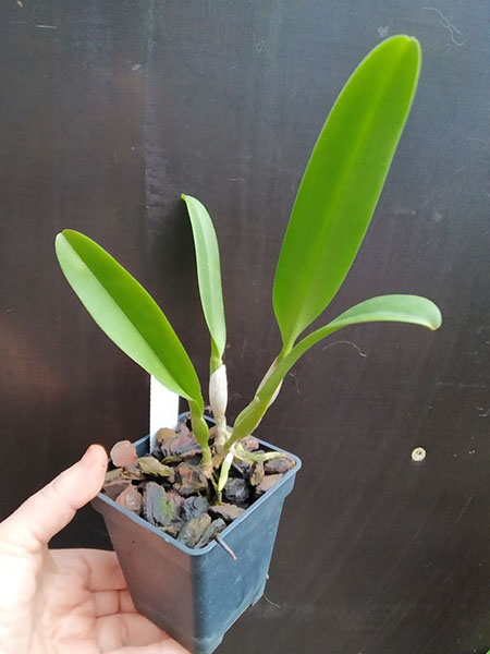 Cattleya Sonia Altenburg.jpg