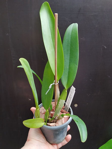 Cattleya warneri concolor 'Caliman' x warneri concolor 'AWZ'.jpg