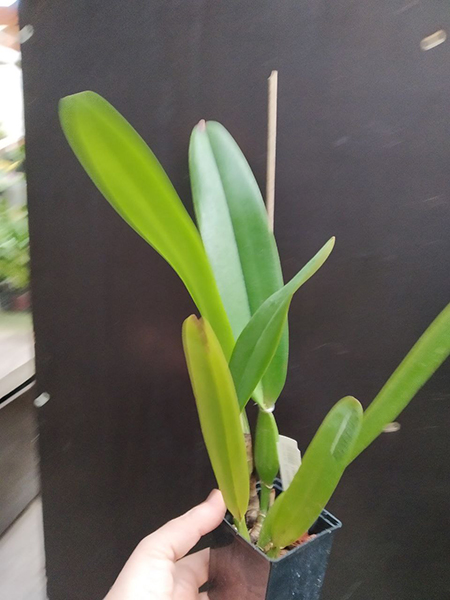 Cattleya trianae concolor 'Maria Leopoldina' x self.jpg