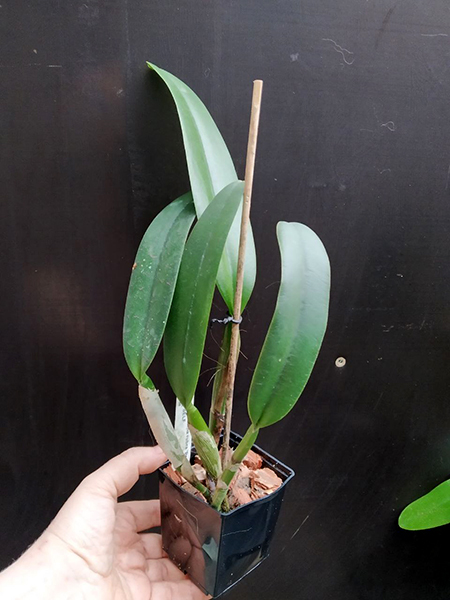 Cattleya maxima (Peruvian type).jpg