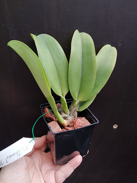 Laeliocattleya Dinard 'Blue Heaven'.jpg