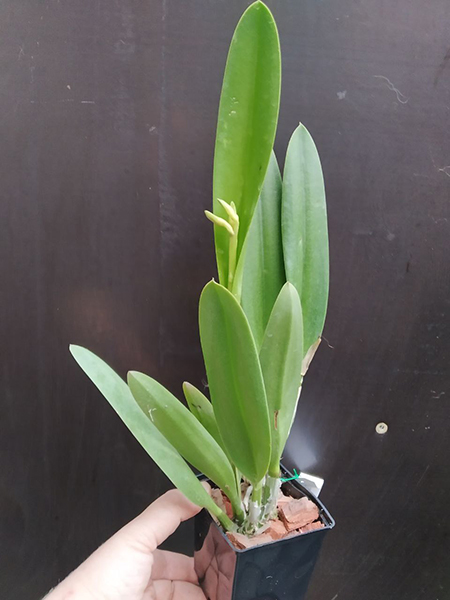 Rhynchobrassoleya Copper Queen.jpg