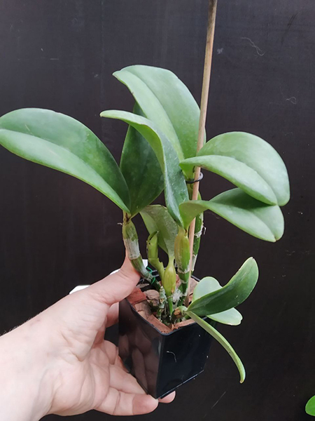 Cattleya violacea semi-alba x self.jpg