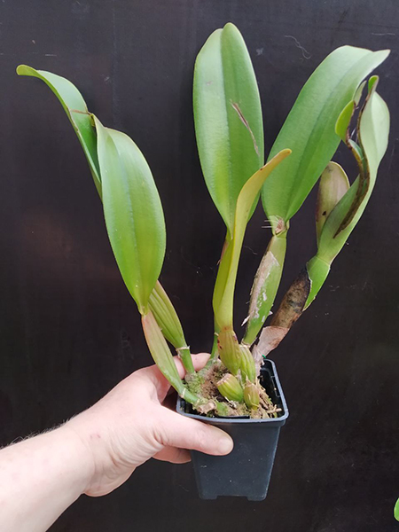 Brassolaeliocattleya Lovely Bangkok.jpg