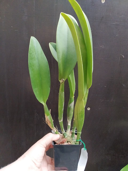 Rhyncholaeliocattleya Chaweewan Sunset '#3'.jpg