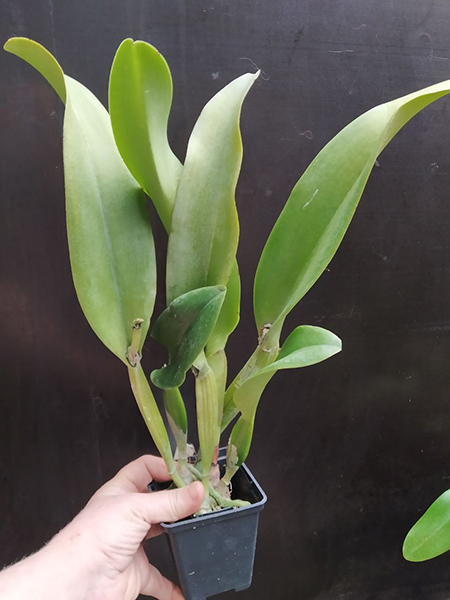 Rhyncholaeliocattleya Nadia Song.jpg