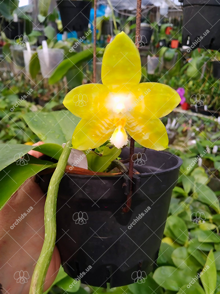 Phalaenopsis Yaphon Yellow Bloom.jpg