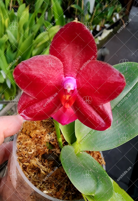 Phalaenopsis LD Sun Dragon 'Snake Scales'.jpg