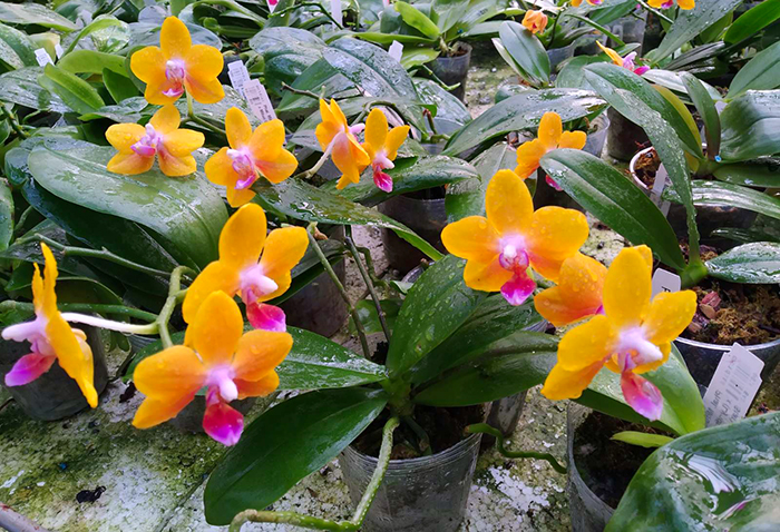 Phalaenopsis Mainshow Unique Orange.jpg