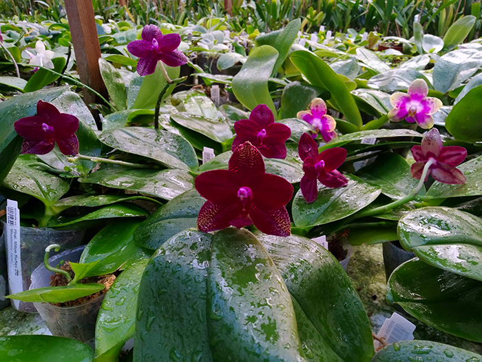 Phalaenopsis Mituo King 'K-Gold'.jpg