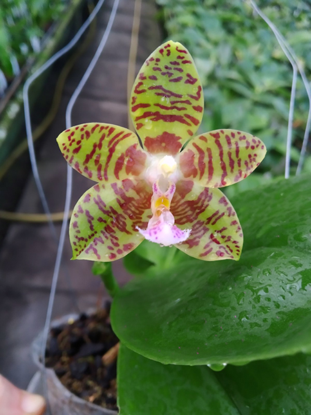 Phalaenopsis Zheng Min Yew x Giant Passion 'OK#2'.jpg