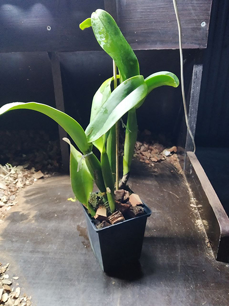 Rhyncholaeliocattleya Siam White 'The Best'.jpg