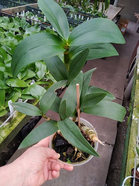 Dendrobium Micro Chip x Nida.jpg