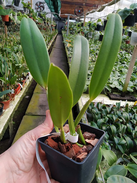 Cattleya lueddemanniana (alba 'Orion' x carnea 'Drago').jpg