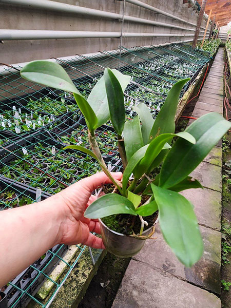 Epicattleya Siam Jade 'Avo'.jpg