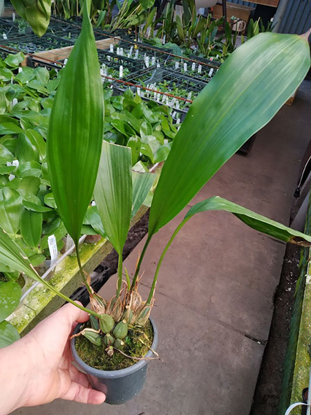 Stanhopea tigrina.jpg