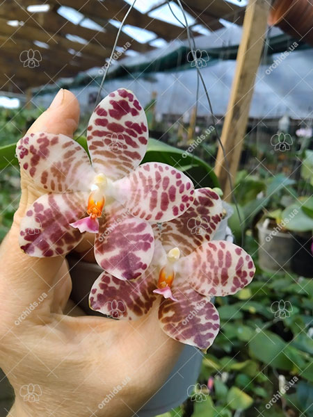 Phalaenopsis Yuanshan Girl 'Peter'.jpg