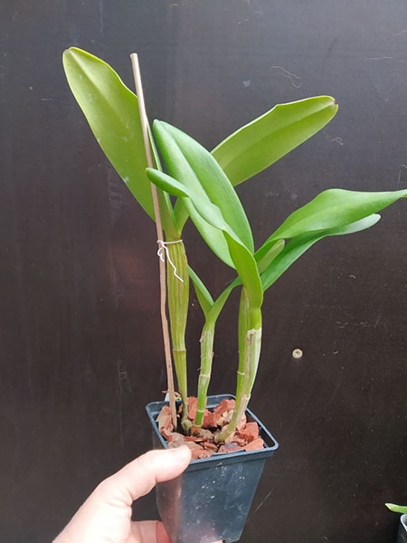 Brassolaeliocattleya Elizabeth Palmer x Brassolaeliocattleya Monte Verde.jpg