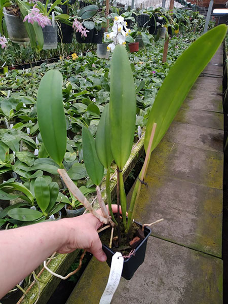 Brassolaeliocattleya Goldenzelle 'Saddle Peak'.jpg