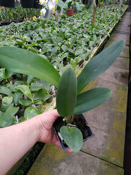 Brassolaeliocattleya Chia Lin 'New City' (Oconee x Maitland).jpg